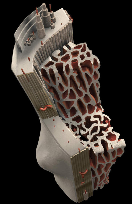 骨骼,无人,竖图,插画,室内,特写,白天,正面,数码,科技,静物,阴影,黑色背景,网络,医学,骨头,高光,几何,计算机图形,合成,图画,画,人体,电脑合成图,数码合成图,骨架,生物学,漫画,生理学,写实,具体,具象,骨膜,骨皮质,彩图