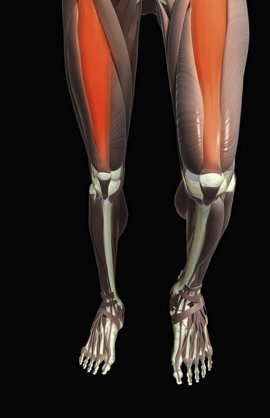 肌肉,健壮,无人,竖图,插画,x光片,室内,特写,白天,正面,数码,科技,静物,阴影,黑色背景,辐射,科学,网络,医学,高光,几何,计算机图形,合成,图画,画,健康,活力,力量,人体,青春,电脑合成图,数码合成图,医疗,生物学,科学技术,x射线,强壮,x光,漫画,生理学,写实,具体,具象,股直肌,下肢,彩图,电磁波,电磁辐射