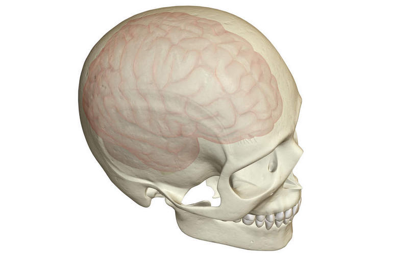 脑,动脉,静脉,骨骼,无人,横图,插画,x光片,室内,特写,白天,白色背景,正面,数码,科技,静物,阴影,辐射,科学,网络,医学,支架,骨头,高光,几何,计算机图形,合成,图画,画,模型,人体,电脑合成图,数码合成图,骨架,医疗,生物学,科学技术,x射线,x光,漫画,生理学,写实,具体,具象,大脑皮层,右脑,脑部,脑子,彩图,电磁波,电磁辐射