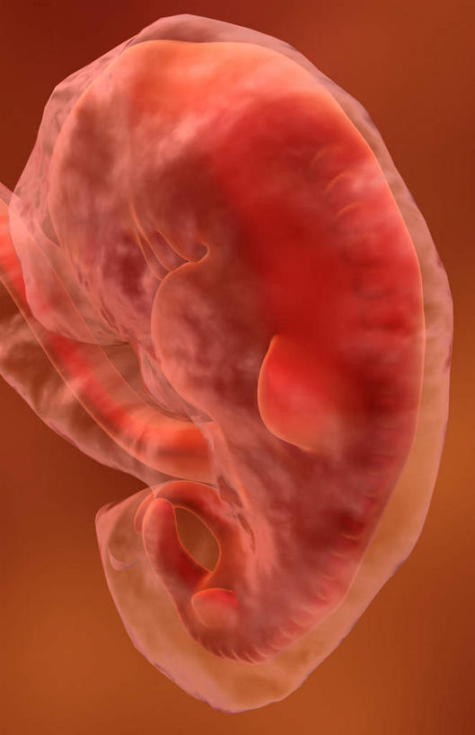 一个人,无人,坐,竖图,插画,室内,白天,正面,数码,科技,仅一个人,阴影,黑色背景,网络,高光,几何,计算机图形,合成,图画,画,红色,电脑合成图,数码合成图,胎儿,发育,漫画,孕育,写实,具体,具象,生殖,坐着,彩图,全身,胚胎