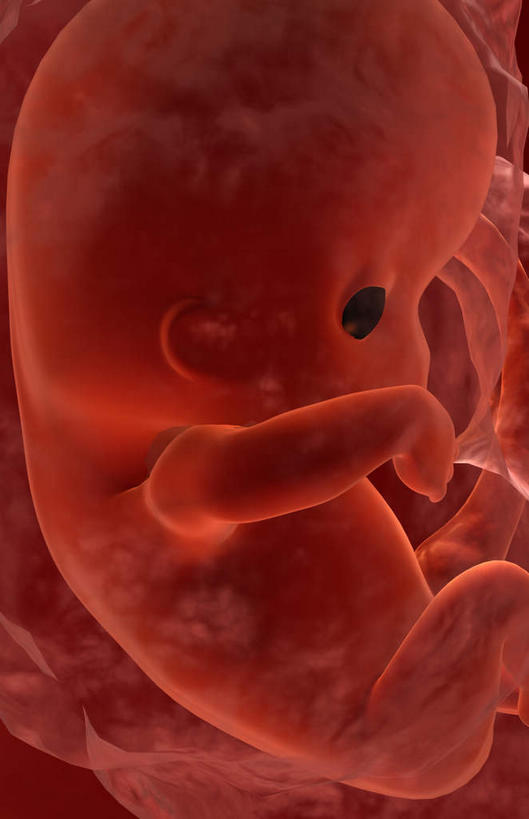 一个人,无人,坐,竖图,插画,室内,白天,正面,数码,科技,仅一个人,阴影,黑色背景,网络,高光,几何,计算机图形,合成,图画,画,红色,电脑合成图,数码合成图,胎儿,发育,漫画,孕育,写实,具体,具象,生殖,坐着,彩图,全身,胚胎