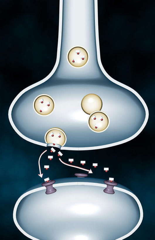 神经,无人,竖图,插画,室内,特写,白天,正面,数码,科技,静物,阴影,黑色背景,网络,医学,细胞,高光,几何,计算机图形,合成,图画,画,人体,电脑合成图,数码合成图,生物学,漫画,神经元,生理学,写实,具体,具象,突触,彩图,神经系统,神经组织