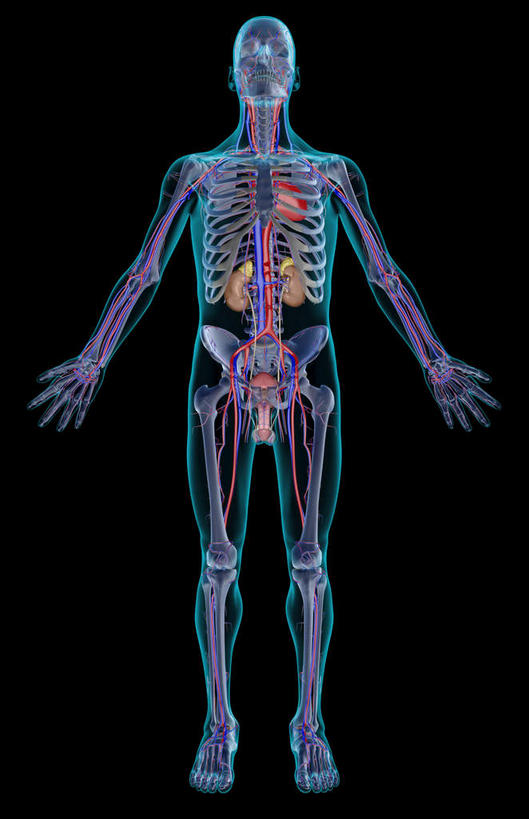 动脉,静脉,骨骼,血管,膀胱,无人,站,竖图,x光片,室内,特写,白天,正面,静物,黑色背景,辐射,科学,医学,支架,骨头,模型,站着,人体,骨架,医疗,生物学,心血管系统,科学技术,x射线,x光,尿液,生理学,髂内静脉,髂外动脉,主动脉,血管系统,站立,彩图,全身,生殖系统,电磁波,电磁辐射