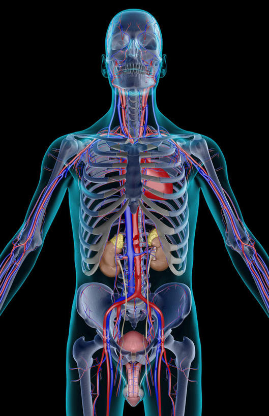 内脏,动脉,静脉,骨盆,血管,膀胱,阴茎,无人,站,竖图,插画,室内,白天,正面,数码,科技,静物,阴影,黑色背景,网络,医学,高光,几何,计算机图形,合成,图画,画,模型,站着,人体,皮肤,电脑合成图,数码合成图,生物学,人体器官,器官,漫画,生理学,写实,具体,具象,内生殖器,排泄器官,外生殖器,站立,半身,彩图,海绵体,筋膜,男性生殖系统,尿道海绵体,生殖器官,生殖系统,阳具,阴茎海绵体