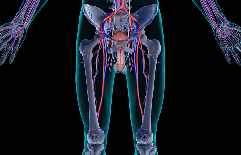 内脏,动脉,静脉,骨盆,血管,膀胱,阴茎,无人,站,横图,插画,室内,白天,正面,数码,科技,静物,阴影,黑色背景,网络,医学,高光,几何,计算机图形,合成,图画,画,模型,站着,人体,皮肤,电脑合成图,数码合成图,生物学,人体器官,器官,漫画,生理学,写实,具体,具象,内生殖器,排泄器官,外生殖器,站立,半身,彩图,海绵体,筋膜,男性生殖系统,尿道海绵体,生殖器官,生殖系统,阳具,阴茎海绵体