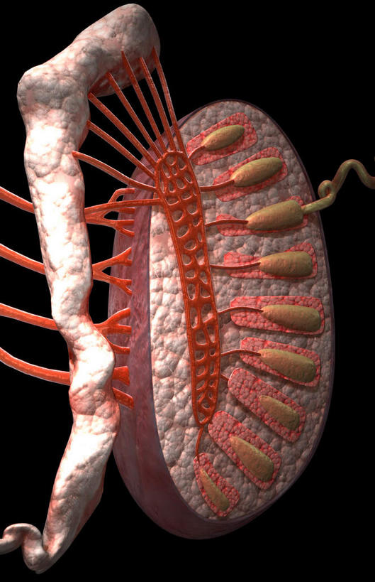 内脏,动脉,静脉,阴茎,睾丸,无人,竖图,插画,室内,白天,正面,数码,科技,静物,阴影,黑色背景,发光,网络,医学,高光,几何,计算机图形,合成,图画,画,红色,模型,人体,皮肤,电脑合成图,数码合成图,生物学,人体器官,器官,漫画,生理学,写实,具体,具象,附睾,内生殖器,排泄器官,外生殖器,彩图,海绵体,筋膜,男性生殖系统,尿道海绵体,生殖器官,生殖系统,阳具,阴茎海绵体