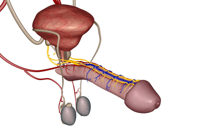 内脏,动脉,静脉,血管,膀胱,阴茎,无人,竖图,插画,室内,白天,白色背景,正面,数码,科技,静物,阴影,网络,医学,高光,几何,计算机图形,合成,图画,画,模型,人体,皮肤,电脑合成图,数码合成图,生物学,人体器官,器官,漫画,生理学,写实,具体,具象,内生殖器,排泄器官,外生殖器,彩图,海绵体,筋膜,男性生殖系统,尿道海绵体,生殖器官,生殖系统,阳具,阴茎海绵体