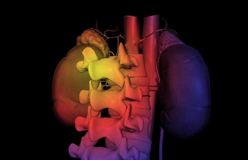 内脏,肾脏,动脉,静脉,无人,横图,插画,室内,白天,正面,数码,科技,静物,阴影,黑色背景,发光,网络,医学,高光,几何,计算机图形,合成,图画,画,模型,血液,人体,电脑合成图,数码合成图,生物学,人体器官,器官,漫画,生理学,写实,具体,具象,彩图