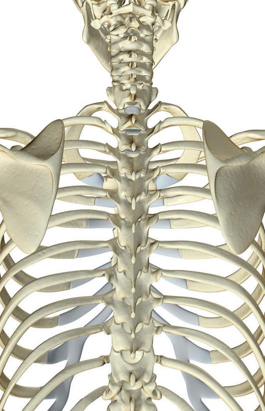 动脉,静脉,骨骼,无人,竖图,插画,x光片,室内,特写,白天,白色背景,正面,数码,科技,静物,阴影,辐射,科学,网络,医学,骨头,高光,几何,计算机图形,合成,图画,画,模型,人体,电脑合成图,数码合成图,骨架,医疗,生物学,科学技术,x射线,x光,漫画,生理学,写实,具体,具象,颈椎,第一颈椎,第一胸椎,彩图,中枢,电磁波,电磁辐射