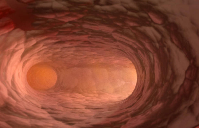 内脏,肺,动脉,静脉,无人,横图,插画,室内,白天,白色背景,正面,数码,科技,静物,阴影,网络,医学,高光,几何,计算机图形,合成,图画,画,模型,人体,电脑合成图,数码合成图,生物学,人体器官,器官,漫画,生理学,写实,具体,具象,呼吸系统,肺癌,肺部,肺脏,彩图