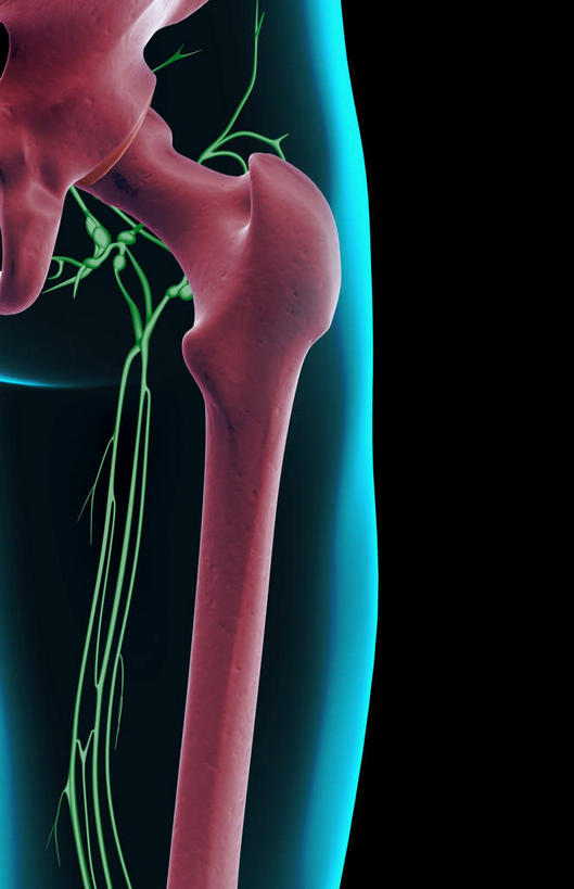 内脏,动脉,静脉,无人,竖图,插画,室内,白天,正面,数码,科技,静物,阴影,黑色背景,网络,医学,高光,几何,计算机图形,合成,图画,画,模型,人体,皮肤,电脑合成图,数码合成图,生物学,人体器官,器官,漫画,生理学,写实,具体,具象,淋巴结,淋巴系统,淋巴管,淋巴组织,免疫系统,免疫组织,彩图