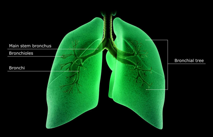 肺,动脉,静脉,骨骼,无人,横图,插画,x光片,室内,特写,白天,正面,数码,科技,静物,阴影,黑色背景,辐射,科学,网络,医学,英文,标志,文字,字符,字母,骨头,高光,几何,计算机图形,合成,图画,标识,画,绿色,模型,人体,英文字母,电脑合成图,数码合成图,骨架,医疗,生物学,科学技术,解剖,x射线,x光,漫画,支气管,生理学,写实,具体,具象,细支气管,呼吸系统,肺部,肺脏,彩图,电磁波,电磁辐射