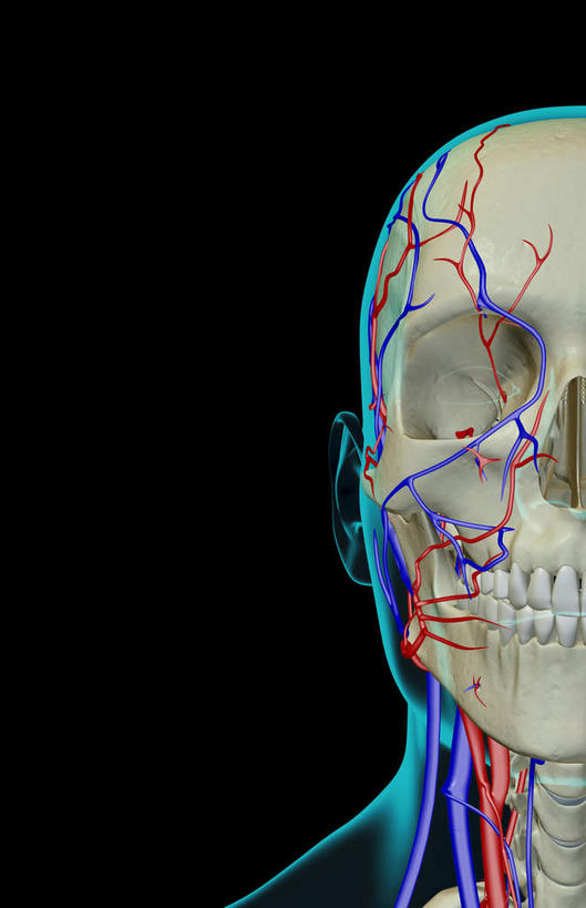 脸,头,脸颊,脖子,动脉,静脉,骨骼,血管,无人,竖图,插画,x光片,室内,特写,白天,正面,数码,科技,静物,阴影,黑色背景,辐射,科学,网络,医学,骨头,高光,几何,计算机图形,合成,图画,画,模型,人体,皮肤,电脑合成图,数码合成图,骨架,医疗,生物学,科学技术,x射线,x光,漫画,生理学,写实,具体,具象,颈静脉,锁骨下动脉,锁骨下静脉,颈内静脉,头部,脖,颈,颈部,脸部,脸蛋,面部,半身,彩图,电磁波,电磁辐射