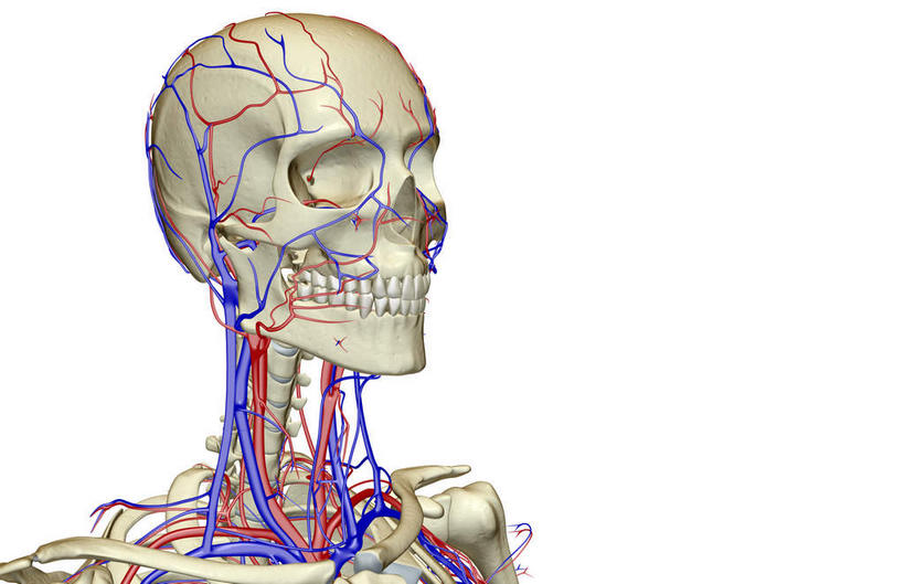脸,头,脸颊,脖子,动脉,静脉,骨骼,血管,无人,横图,插画,x光片,室内,特写,白天,白色背景,正面,数码,科技,静物,阴影,辐射,科学,网络,医学,骨头,高光,几何,计算机图形,合成,图画,画,模型,人体,电脑合成图,数码合成图,骨架,医疗,生物学,科学技术,x射线,x光,漫画,生理学,写实,具体,具象,颈静脉,锁骨下动脉,锁骨下静脉,颈内静脉,头部,脖,颈,颈部,脸部,脸蛋,面部,半身,彩图,电磁波,电磁辐射