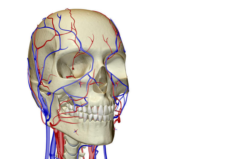 脖子,动脉,静脉,骨骼,血管,无人,横图,插画,x光片,室内,特写,白天,白色背景,正面,数码,科技,静物,阴影,辐射,科学,网络,医学,骨头,高光,几何,计算机图形,合成,图画,画,模型,人体,电脑合成图,数码合成图,骨架,医疗,生物学,科学技术,x射线,x光,漫画,生理学,写实,具体,具象,颈静脉,锁骨下动脉,锁骨下静脉,颈内静脉,脖,颈,颈部,半身,彩图,电磁波,电磁辐射