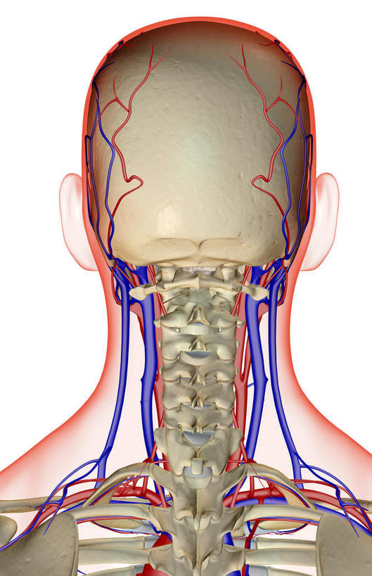 脸,头,脸颊,脖子,动脉,静脉,骨骼,血管,无人,竖图,插画,x光片,室内,特写,白天,白色背景,正面,数码,科技,静物,阴影,辐射,科学,网络,医学,骨头,高光,几何,计算机图形,合成,图画,画,模型,人体,电脑合成图,数码合成图,骨架,医疗,生物学,科学技术,x射线,x光,漫画,生理学,写实,具体,具象,颈静脉,锁骨下动脉,锁骨下静脉,颈内静脉,头部,脖,颈,颈部,脸部,脸蛋,面部,半身,彩图,电磁波,电磁辐射