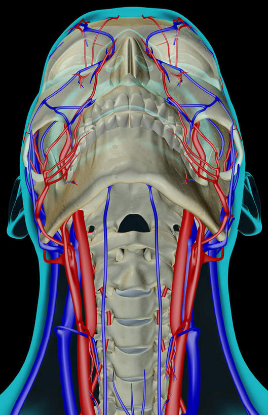 脖子,动脉,静脉,骨骼,血管,无人,站,竖图,插画,x光片,室内,特写,白天,正面,数码,科技,静物,阴影,黑色背景,辐射,科学,网络,医学,骨头,高光,几何,计算机图形,合成,图画,注视,画,模型,看,站着,人体,电脑合成图,数码合成图,骨架,医疗,生物学,科学技术,x射线,关注,x光,漫画,生理学,写实,具体,具象,椎动脉,颈内静脉,脖,颈,颈部,抬头,仰头,站立,半身,彩图,电磁波,电磁辐射