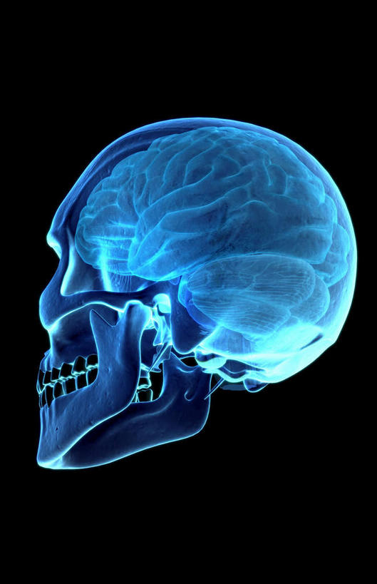 动脉,静脉,骨骼,无人,站,竖图,插画,x光片,室内,特写,白天,正面,数码,科技,静物,大脑,阴影,黑色背景,辐射,科学,网络,医学,骨头,高光,几何,计算机图形,合成,图画,画,模型,站着,皮质,人体,电脑合成图,数码合成图,骨架,医疗,生物学,科学技术,x射线,器官,沟壑,x光,漫画,小脑,脑干,生理学,写实,具体,具象,大脑皮层,顶叶,端脑,沟,灰质,回,间脑,颞叶,枕叶,左脑,站立,彩图,大脑半球,电磁波,电磁辐射