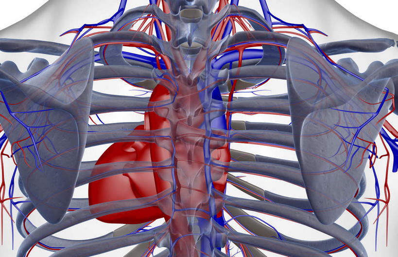 动脉,静脉,骨骼,关节,血管,无人,横图,插画,x光片,室内,特写,白天,白色背景,正面,数码,科技,静物,阴影,辐射,科学,网络,医学,骨头,高光,几何,计算机图形,合成,图画,画,模型,人体,皮肤,电脑合成图,数码合成图,骨架,医疗,生物学,科学技术,x射线,x光,漫画,生理学,写实,具体,具象,肋间动脉,肋间静脉,半身,彩图,电磁波,电磁辐射