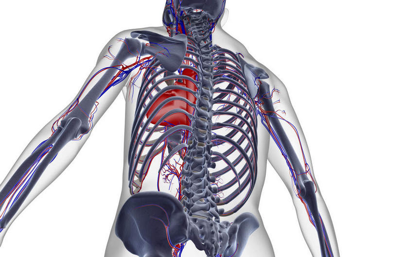 动脉,静脉,骨骼,血管,无人,横图,插画,x光片,室内,特写,白天,白色背景,正面,数码,科技,静物,阴影,辐射,科学,网络,医学,骨头,高光,几何,计算机图形,合成,图画,画,模型,人体,皮肤,电脑合成图,数码合成图,骨架,医疗,生物学,科学技术,x射线,x光,漫画,生理学,写实,具体,具象,肋间动脉,肋间静脉,半身,彩图,电磁波,电磁辐射