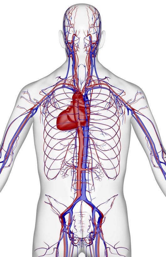 动脉,静脉,骨骼,血管,无人,竖图,插画,x光片,室内,特写,白天,白色背景,正面,数码,科技,静物,阴影,辐射,科学,网络,医学,骨头,高光,几何,计算机图形,合成,图画,画,模型,人体,皮肤,电脑合成图,数码合成图,骨架,医疗,生物学,科学技术,x射线,x光,漫画,生理学,写实,具体,具象,肋间动脉,肋间静脉,半身,彩图,电磁波,电磁辐射