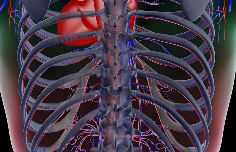 脊髓,动脉,静脉,骨骼,无人,站,横图,插画,x光片,室内,特写,白天,正面,数码,科技,静物,阴影,黑色背景,辐射,科学,网络,医学,骨头,高光,几何,计算机图形,合成,图画,画,模型,站着,人体,皮肤,电脑合成图,数码合成图,骨架,医疗,生物学,科学技术,x射线,x光,漫画,生理学,写实,具体,具象,肋间动脉,肋间静脉,肾动脉,脊柱,肾,站立,半身,彩图,电磁波,电磁辐射