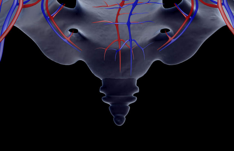 脊髓,动脉,静脉,骨骼,无人,站,横图,插画,x光片,室内,特写,白天,正面,数码,科技,静物,阴影,黑色背景,辐射,科学,网络,医学,骨头,高光,几何,计算机图形,合成,图画,画,模型,站着,人体,皮肤,电脑合成图,数码合成图,骨架,医疗,生物学,科学技术,x射线,x光,漫画,生理学,写实,具体,具象,肋间动脉,肋间静脉,肾动脉,脊柱,肾,站立,半身,彩图,电磁波,电磁辐射