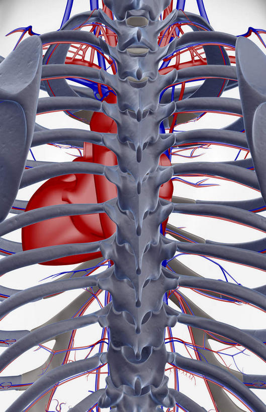 脊髓,动脉,静脉,骨骼,无人,站,竖图,插画,x光片,室内,特写,白天,白色背景,正面,数码,科技,静物,阴影,辐射,科学,网络,医学,骨头,高光,几何,计算机图形,合成,图画,画,模型,站着,人体,皮肤,电脑合成图,数码合成图,骨架,医疗,生物学,科学技术,x射线,x光,漫画,生理学,写实,具体,具象,肋间动脉,肋间静脉,肾动脉,脊柱,肾,站立,半身,彩图,电磁波,电磁辐射
