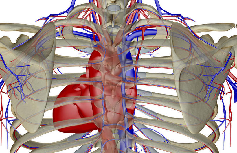 动脉,静脉,骨骼,血管,无人,横图,插画,x光片,室内,特写,白天,白色背景,正面,数码,科技,静物,阴影,辐射,科学,网络,医学,骨头,高光,几何,计算机图形,合成,图画,画,模型,人体,皮肤,电脑合成图,数码合成图,骨架,医疗,生物学,科学技术,x射线,x光,漫画,生理学,写实,具体,具象,肋间动脉,肋间静脉,半身,彩图,电磁波,电磁辐射