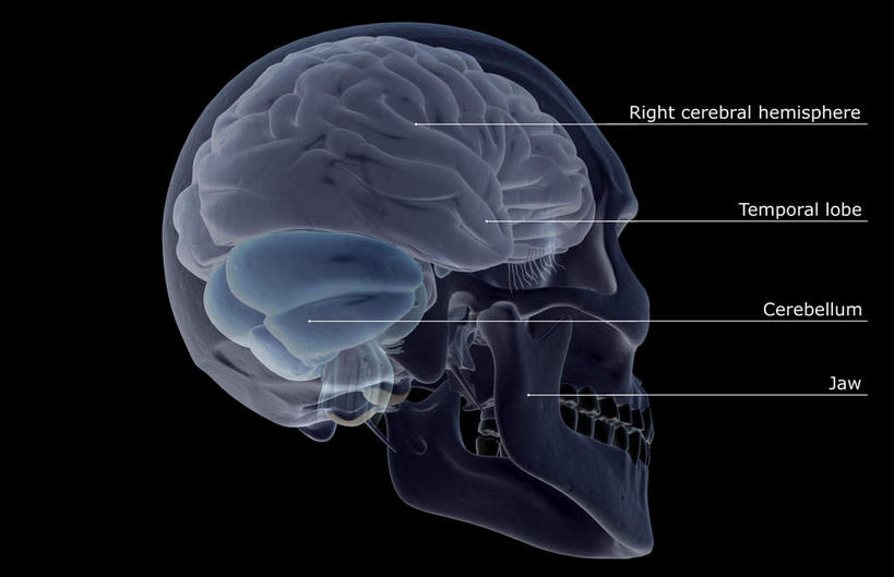 动脉,静脉,骨骼,无人,横图,插画,x光片,室内,特写,白天,正面,数码,科技,静物,大脑,阴影,黑色背景,辐射,科学,网络,医学,英文,标志,文字,字符,字母,骨头,高光,几何,计算机图形,合成,图画,标识,画,模型,解说,人体,说明,英文字母,电脑合成图,数码合成图,骨架,医疗,生物学,科学技术,x射线,器官,沟壑,x光,漫画,小脑,脑干,生理学,写实,具体,具象,大脑皮层,顶叶,端脑,沟,灰质,回,间脑,枕叶,阐明,申明,注解,注明,颞叶右脑,半身,彩图,大脑半球,电磁波,电磁辐射