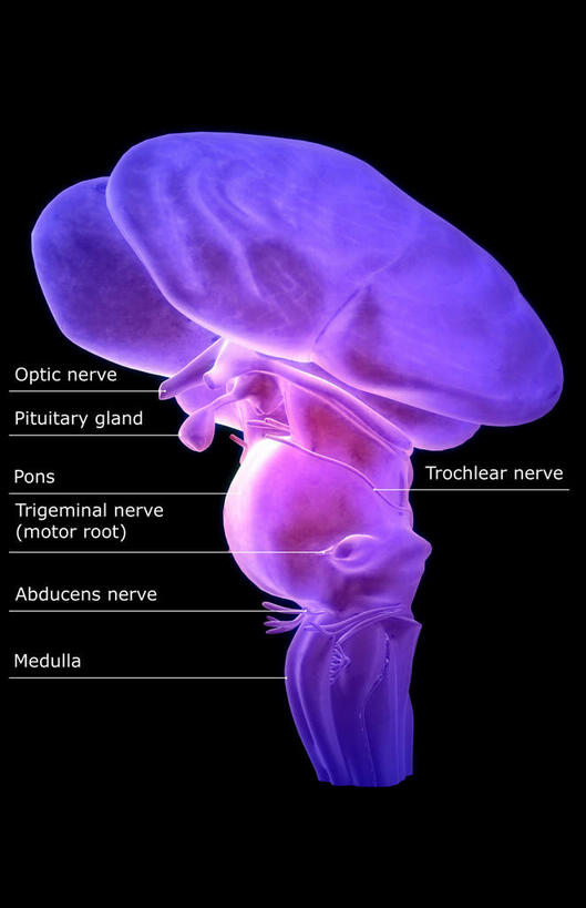 内脏,动脉,静脉,无人,竖图,插画,室内,白天,正面,数码,科技,静物,阴影,黑色背景,发光,网络,医学,英文,标志,文字,字符,字母,高光,几何,计算机图形,合成,图画,标识,画,粉色,紫色,模型,解说,人体,说明,英文字母,电脑合成图,数码合成图,生物学,人体器官,器官,漫画,脑干,生理学,写实,具体,具象,间脑,脑桥,丘脑,阐明,申明,注解,注明,滑车神经,三叉神经,外展神经,延髓,彩图