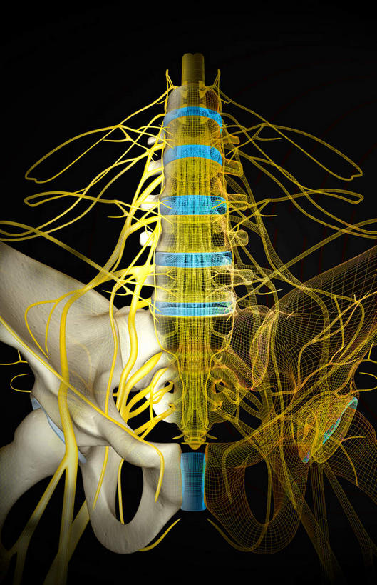 动脉,静脉,骨骼,骨盆,无人,竖图,x光片,室内,特写,白天,正面,静物,黑色背景,辐射,科学,医学,骨头,模型,人体,骨架,医疗,生物学,科学技术,x射线,x光,生理学,彩图,神经系统,电磁波,电磁辐射
