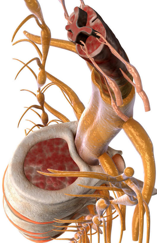 无人,竖图,插画,室内,特写,白天,白色背景,正面,数码,科技,静物,阴影,网络,医学,细胞,高光,几何,计算机图形,合成,图画,画,人体,电脑合成图,数码合成图,生物学,漫画,生理学,写实,具体,具象,软脑膜,硬脑膜,背侧神经根,腹侧神经根,彩图,神经系统