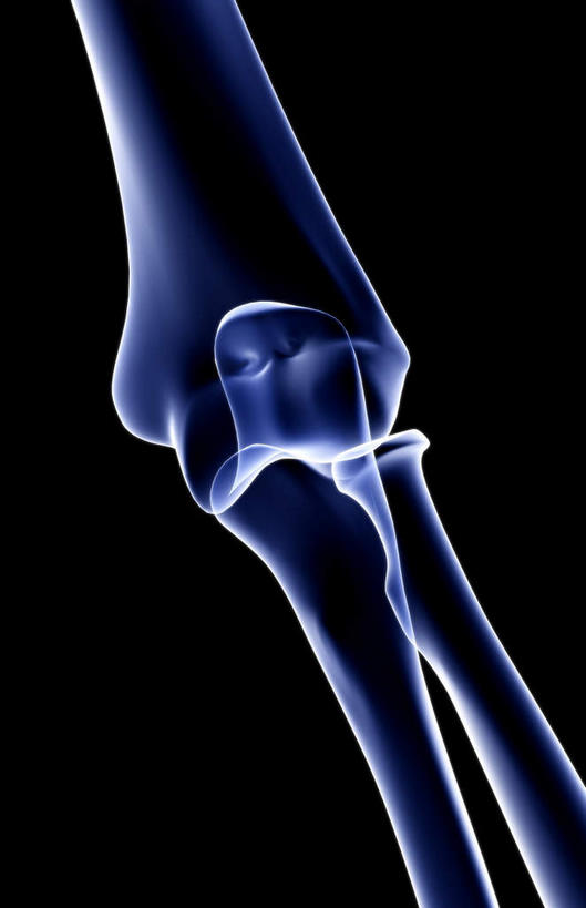 动脉,静脉,骨骼,无人,竖图,x光片,室内,特写,白天,正面,静物,黑色背景,辐射,科学,医学,骨头,模型,人体,骨架,医疗,生物学,科学技术,x射线,x光,生理学,肘部,半身,彩图,电磁波,电磁辐射