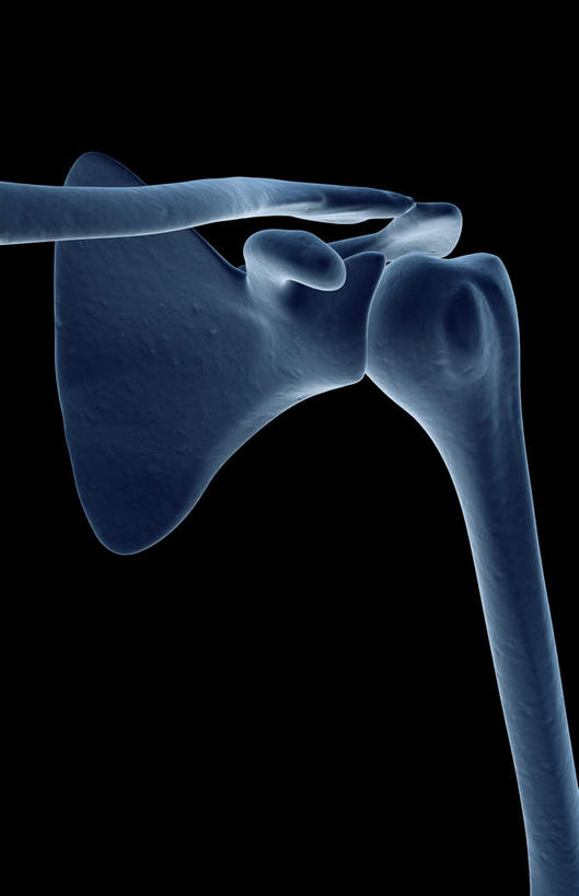 肩关节,肩胛骨,动脉,静脉,骨骼,无人,竖图,插画,x光片,室内,特写,白天,正面,数码,科技,静物,阴影,黑色背景,辐射,科学,网络,医学,骨头,高光,几何,计算机图形,合成,图画,画,模型,人体,电脑合成图,数码合成图,骨架,医疗,生物学,科学技术,x射线,x光,漫画,生理学,写实,具体,具象,半身,彩图,电磁波,电磁辐射