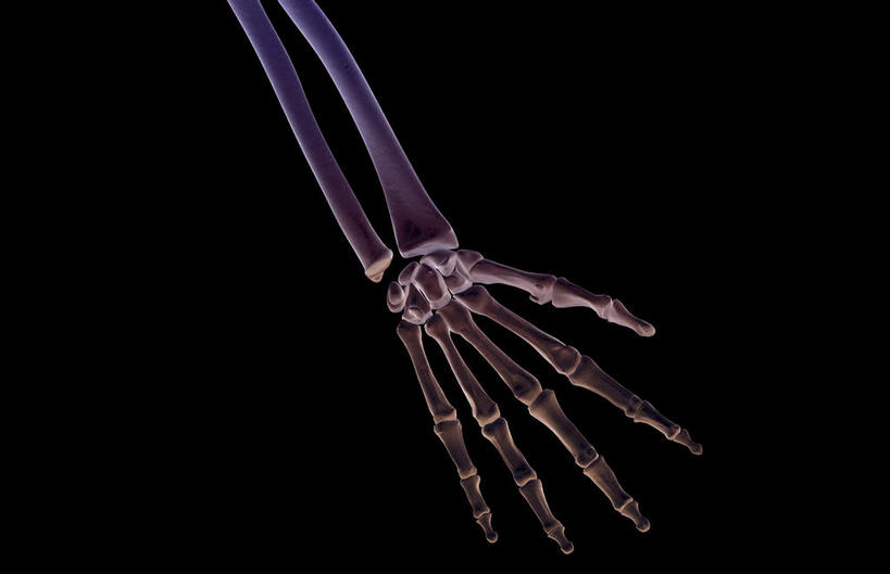 手,动脉,静脉,骨骼,无人,横图,插画,x光片,室内,特写,白天,正面,数码,科技,静物,阴影,黑色背景,辐射,科学,网络,医学,骨头,高光,几何,计算机图形,合成,图画,画,模型,手部,手指,人体,电脑合成图,数码合成图,骨架,医疗,生物学,科学技术,x射线,x光,漫画,生理学,写实,具体,具象,指骨,手舟骨,月骨,半身,彩图,电磁波,电磁辐射