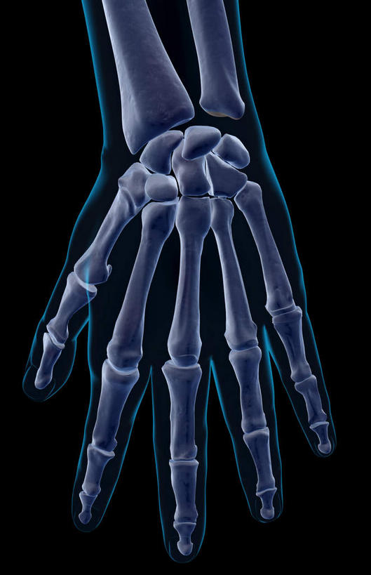 手,动脉,静脉,骨骼,无人,竖图,插画,x光片,室内,特写,白天,正面,数码,科技,静物,阴影,黑色背景,辐射,科学,网络,医学,骨头,高光,几何,计算机图形,合成,图画,画,模型,手部,手指,人体,皮肤,电脑合成图,数码合成图,骨架,医疗,生物学,科学技术,x射线,x光,漫画,生理学,写实,具体,具象,指骨,手舟骨,月骨,半身,彩图,电磁波,电磁辐射