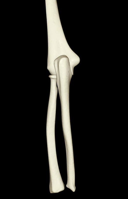 动脉,静脉,骨骼,无人,竖图,插画,x光片,室内,特写,白天,正面,数码,科技,静物,一根,阴影,黑色背景,辐射,科学,网络,医学,骨头,高光,几何,计算机图形,合成,图画,画,模型,人体,电脑合成图,数码合成图,骨架,医疗,生物学,科学技术,x射线,x光,漫画,生理学,写实,具体,具象,尺骨,桡骨,肘部,半身,彩图,电磁波,电磁辐射