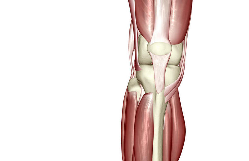 膝盖,膝关节,动脉,静脉,骨骼,肌肉,健壮,无人,横图,插画,室内,特写,白天,白色背景,正面,数码,科技,静物,阴影,网络,医学,骨头,高光,几何,计算机图形,合成,图画,画,红色,模型,健康,活力,力量,人体,青春,电脑合成图,数码合成图,骨架,生物学,强壮,漫画,生理学,写实,具体,具象,比目鱼肌,彩图