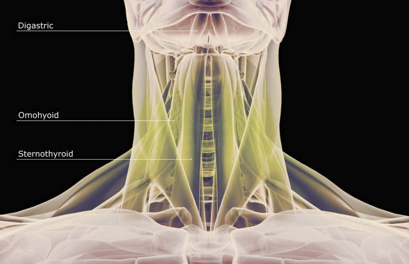 动脉,静脉,骨骼,肌肉,健壮,无人,横图,插画,室内,特写,白天,正面,数码,科技,静物,阴影,黑色背景,网络,医学,英文,标志,文字,字符,字母,骨头,高光,几何,计算机图形,合成,图画,标识,画,模型,健康,活力,力量,解说,人体,说明,青春,英文字母,电脑合成图,数码合成图,骨架,生物学,强壮,漫画,生理学,写实,具体,具象,阐明,申明,注解,注明,颞肌,咬肌,胸锁乳突肌,彩图