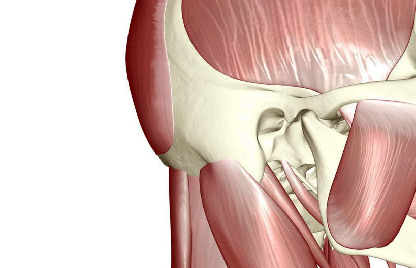 动脉,静脉,骨骼,肌肉,健壮,无人,横图,插画,室内,特写,白天,白色背景,正面,数码,科技,静物,阴影,网络,医学,骨头,高光,几何,计算机图形,合成,图画,画,模型,健康,活力,力量,人体,青春,电脑合成图,数码合成图,骨架,生物学,强壮,漫画,生理学,写实,具体,具象,颞肌,咬肌,彩图