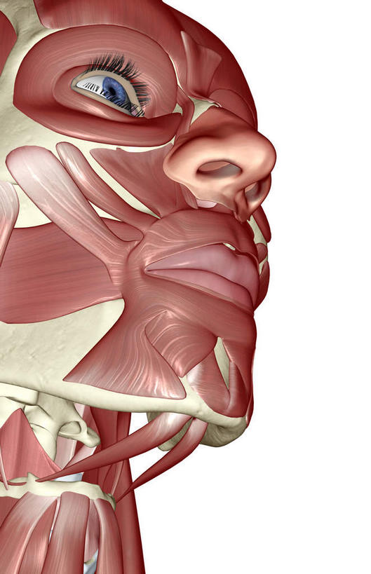 动脉,静脉,骨骼,肌肉,健壮,无人,竖图,插画,室内,特写,白天,白色背景,正面,数码,科技,静物,阴影,网络,医学,骨头,高光,几何,计算机图形,合成,图画,画,模型,健康,活力,力量,人体,青春,电脑合成图,数码合成图,骨架,生物学,强壮,漫画,生理学,写实,具体,具象,颚骨,颧骨,彩图