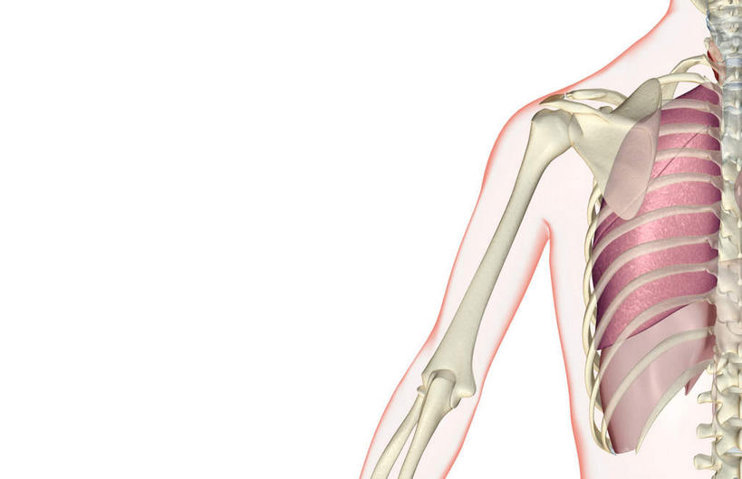 内脏,肺,动脉,静脉,无人,横图,插画,x光片,室内,白天,白色背景,正面,数码,科技,静物,阴影,辐射,科学,网络,医学,高光,几何,计算机图形,合成,图画,画,红色,模型,人体,皮肤,电脑合成图,数码合成图,医疗,生物学,人体器官,科学技术,x射线,器官,x光,漫画,生理学,写实,具体,具象,肺癌,肺部,肺脏,彩图,电磁波,电磁辐射