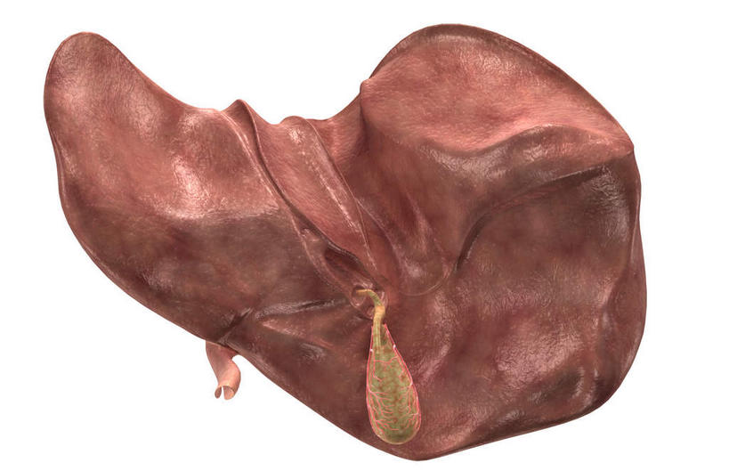 内脏,肝脏,胰腺,动脉,静脉,胆囊,无人,横图,插画,室内,白天,白色背景,正面,数码,科技,静物,阴影,网络,医学,高光,几何,计算机图形,合成,图画,画,红色,模型,人体,电脑合成图,数码合成图,生物学,人体器官,器官,漫画,生理学,写实,具体,具象,胆管,胰管,肝,彩图,消化系统