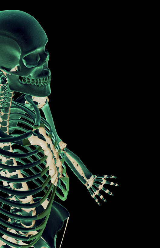 动脉,静脉,骨骼,无人,站,竖图,插画,x光片,室内,特写,白天,正面,数码,科技,静物,阴影,黑色背景,辐射,科学,网络,医学,骨头,高光,几何,计算机图形,合成,图画,画,绿色,模型,站着,人体,电脑合成图,数码合成图,骨架,医疗,生物学,科学技术,x射线,x光,韧带,漫画,生理学,写实,具体,具象,腰部,站立,彩图,前纵韧带,电磁波,电磁辐射