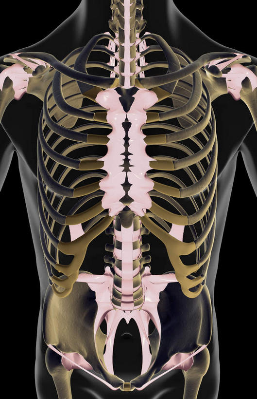 胸,动脉,静脉,骨骼,无人,站,竖图,插画,x光片,室内,特写,白天,正面,数码,科技,静物,阴影,黑色背景,辐射,科学,网络,医学,骨头,高光,几何,计算机图形,合成,图画,画,白色,模型,站着,人体,电脑合成图,数码合成图,骨架,医疗,生物学,科学技术,x射线,x光,韧带,漫画,生理学,写实,具体,具象,胸部,腰部,站立,彩图,前纵韧带,电磁波,电磁辐射