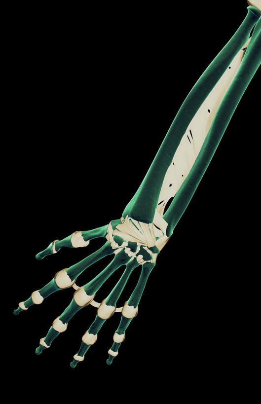 手,动脉,静脉,骨骼,无人,竖图,插画,x光片,室内,特写,白天,正面,数码,科技,静物,阴影,黑色背景,辐射,科学,网络,医学,骨头,高光,几何,计算机图形,合成,图画,画,模型,手部,手指,人体,电脑合成图,数码合成图,骨架,医疗,生物学,科学技术,解剖,x射线,x光,韧带,漫画,生理学,写实,具体,具象,内侧副韧带,前臂,彩图,剖解,电磁波,电磁辐射