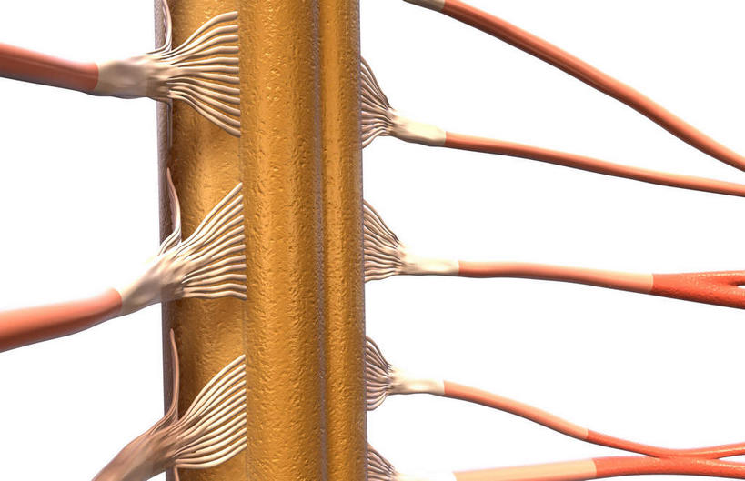 内脏,动脉,静脉,无人,横图,插画,室内,白天,白色背景,正面,数码,科技,静物,阴影,网络,医学,高光,几何,计算机图形,合成,图画,画,模型,人体,电脑合成图,数码合成图,生物学,人体器官,器官,漫画,生理学,写实,具体,具象,颈椎,颈部神经,腹侧神经根,彩图