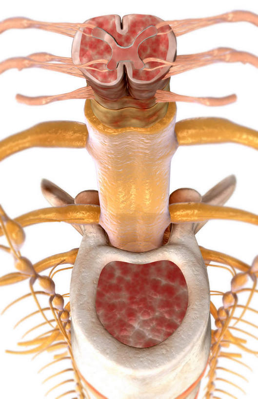 脊髓,动脉,静脉,骨骼,无人,竖图,插画,x光片,室内,特写,白天,白色背景,正面,数码,科技,静物,阴影,辐射,科学,网络,医学,骨头,高光,几何,计算机图形,合成,图画,画,模型,人体,电脑合成图,数码合成图,骨架,医疗,生物学,科学技术,x射线,x光,漫画,生理学,写实,具体,具象,背根神经节,腰椎,软脑膜,腹侧神经根,前角,彩图,电磁波,电磁辐射