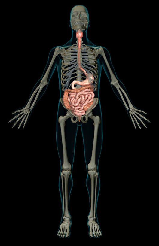 动脉,静脉,骨骼,肛门,无人,站,竖图,插画,x光片,室内,特写,白天,正面,数码,科技,静物,阴影,黑色背景,辐射,科学,网络,医学,骨头,高光,几何,计算机图形,合成,图画,画,模型,站着,人体,电脑合成图,数码合成图,骨架,医疗,生物学,科学技术,x射线,x光,漫画,生理学,写实,具体,具象,横结肠,乙状结肠,直肠,站立,彩图,消化系统,电磁波,电磁辐射